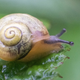 Illustration for article titled Houston, we got a snail surplus